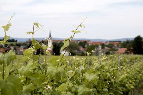 Wine Growing Field Plant Landscape Vineyard Scenic