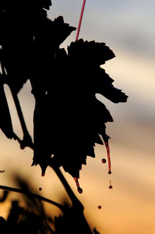 Wine Sun Silhouette Vine Grape Vintage Vineyards