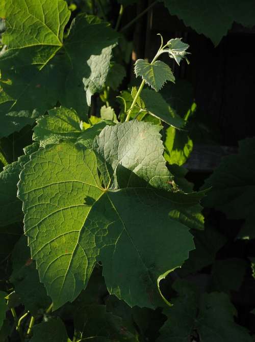 Wine Leaves Vine Leaf Entwine Wall Green