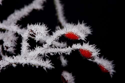 Winter Frost Ice Cold Hoarfrost Crystals Dog Rose