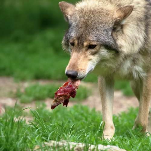 Wolf Meat Carnivores Face Predator Eat