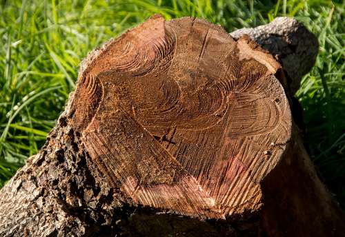 Wood Branch Tree Sawn Timber Avocado Tree Texture