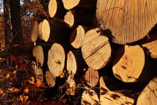 Wood Stack Autumn