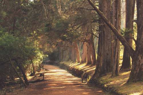 Woods Scenery Evening Forest Nature Trees Path