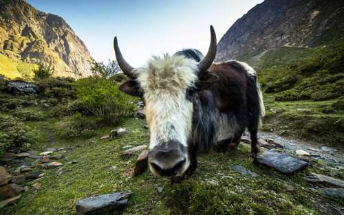 Yak Animal Himalayas Livestock Cattle Beef Nature