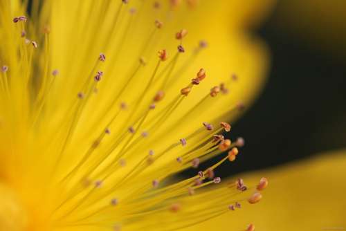 Yellow Flower Seeds Was Nature Plant Seeds Macro