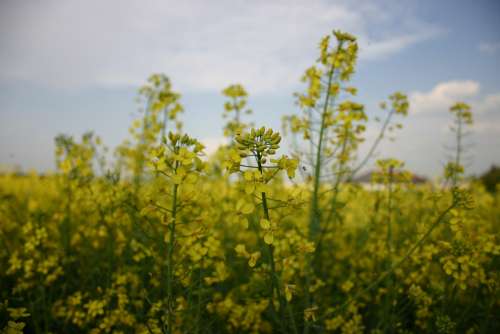 Yellow Plant Rapeseed Meadow Fields Landscape