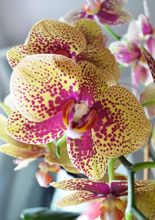 Yellow Red Orchid Orchid Plants Flower Orchide