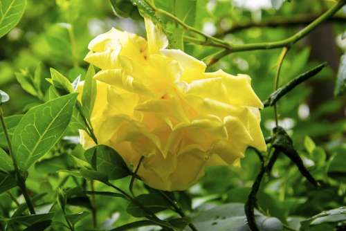 Yellow Rose Rose Flower The Petals Floral Noble
