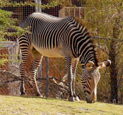 Zebra Stripes Animal Mammal Nature Pattern