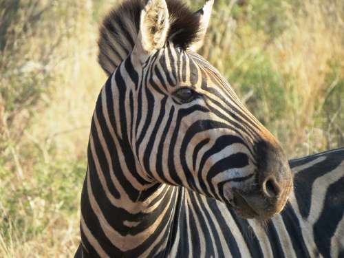 Zebra South Africa Safari Nature Animal Stripes
