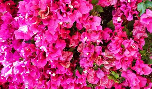 Bougainvillea