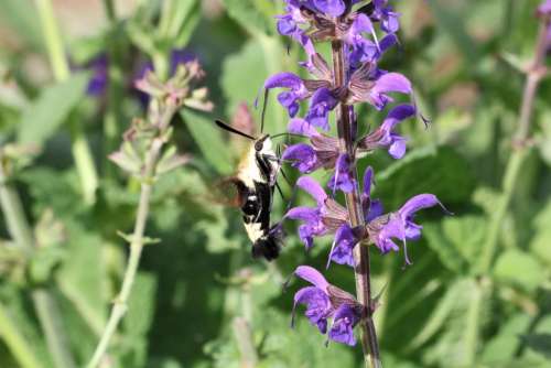 Clearwing Hummingbird Moth