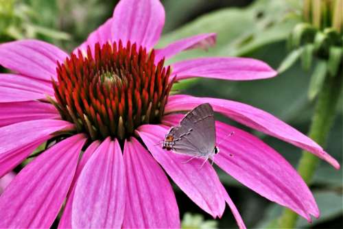 Gray Hairstreak On Pink Flower