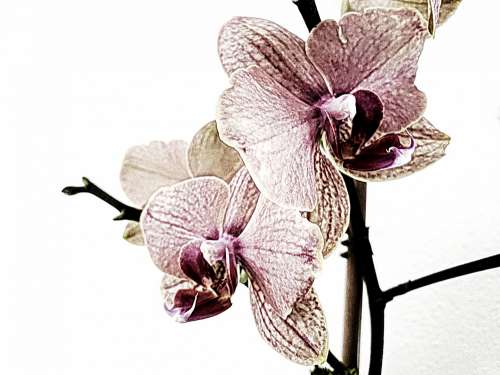 Isolated Orchid