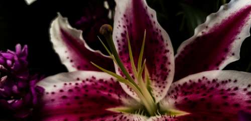 Lilium Star Gazer Flower