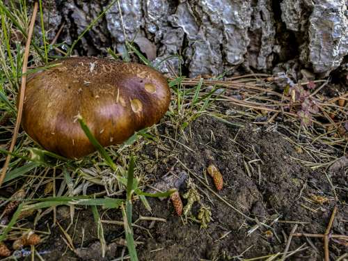 Mushroom Growing In Grass