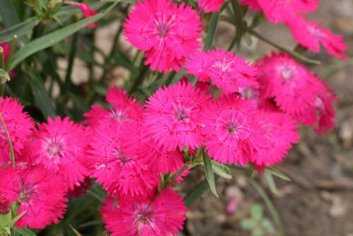 Pink Dianthus Close-up