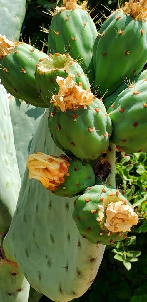 Prickly Pear Cactus