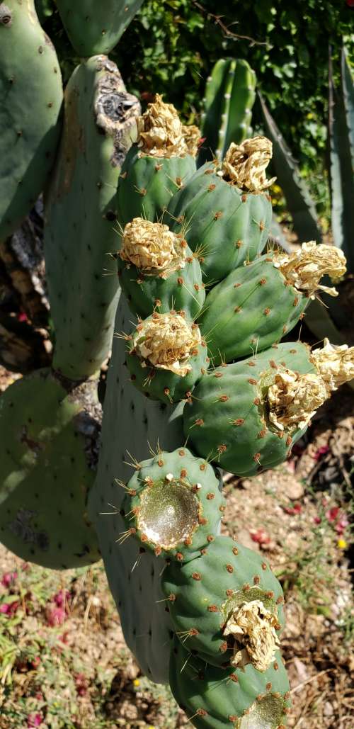 Prickly Pear Cactus