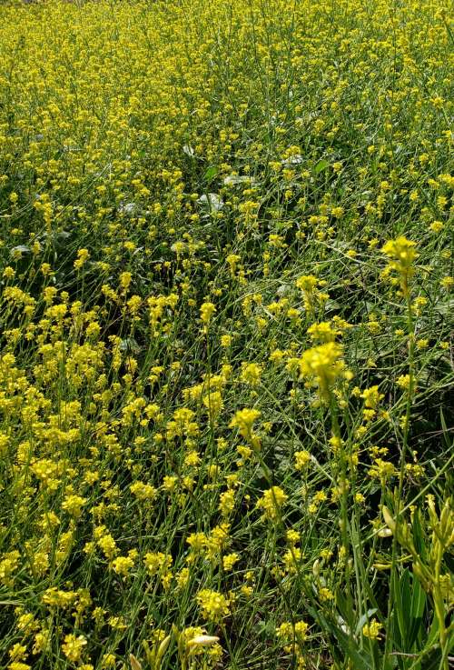 Yellow Flowers