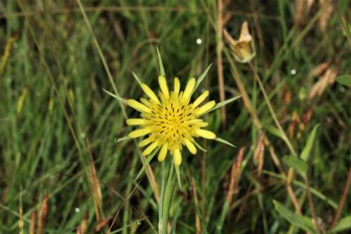 Yellow Salsify Wildlflower