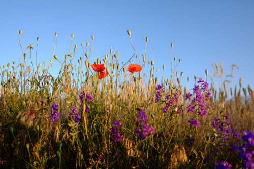 nature landscape green field flower