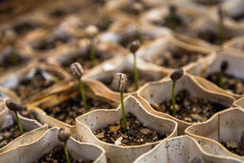 seed tree planting garden flowerpot