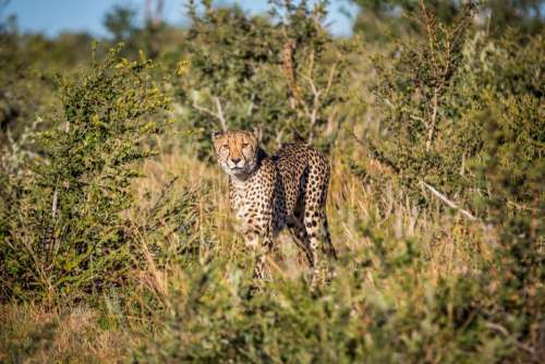 leopard animal grass nature sunny