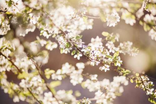 flower white petal bloom garden