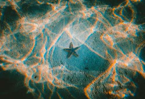 starfish underwater ocean sea current