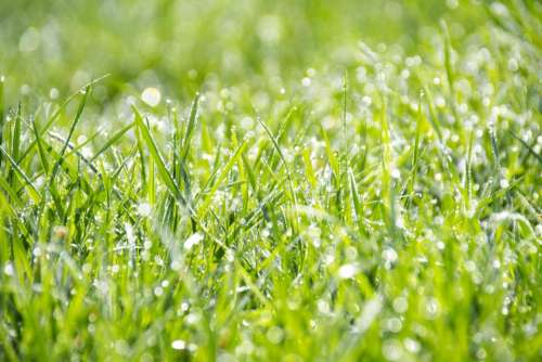 nature grass ground wet rain