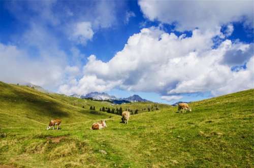 landscape green grass fields cows