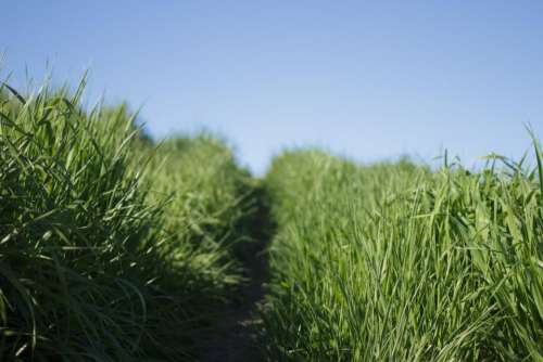 nature grasslands grass road path