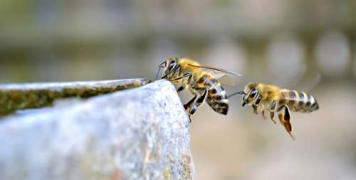 bees flying insect insects drink