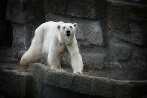 white polar bear animal