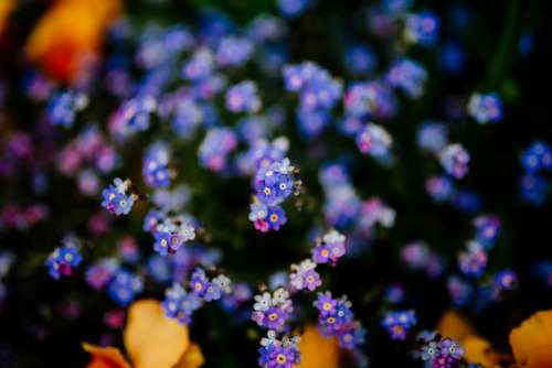 purple flower bloom blossom outdoor