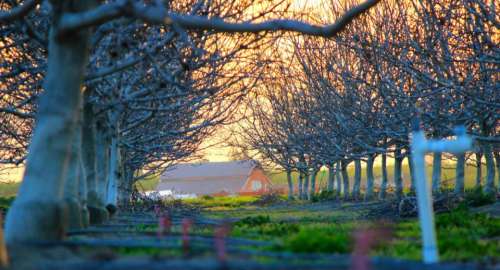 trees barn country farm fields