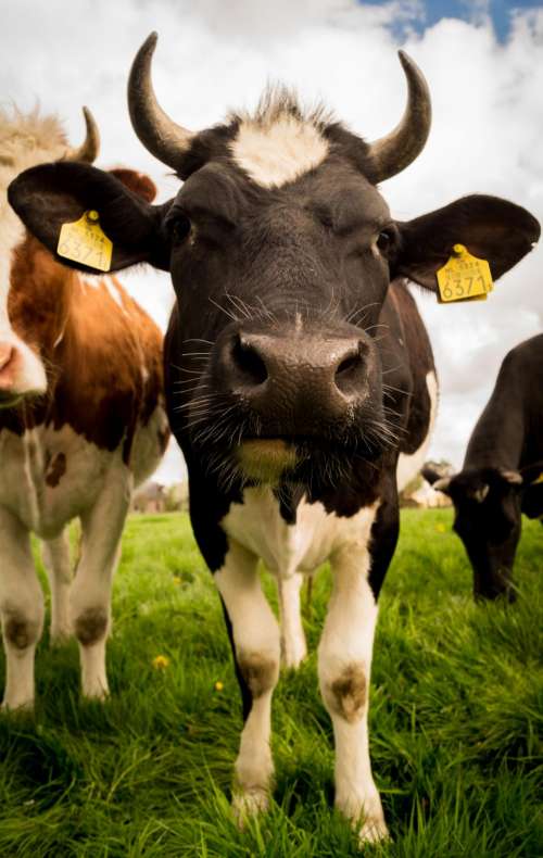 cows animals farm meadow grass