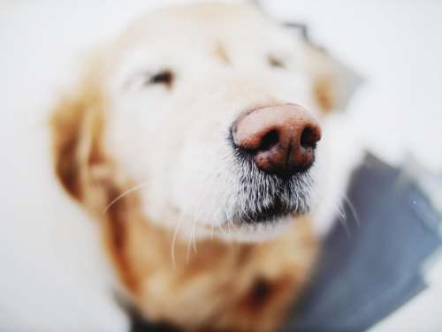 dog animal snout nose golden retriever