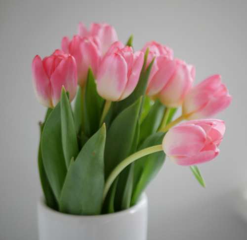tulips spring flowers pink vase