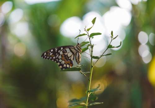 butterfly insect green leaf plant