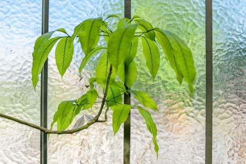 glass wall green leaf interior