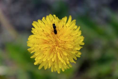 yellow flower dandelion summer insect