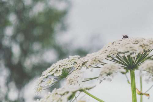 flowers petals nature blur bokeh