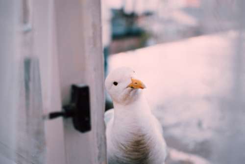 white seagull bird curious door
