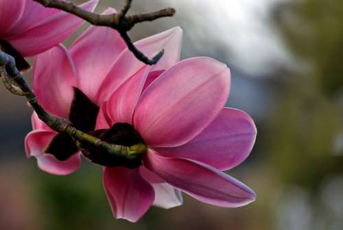 pink flower close up plants nature