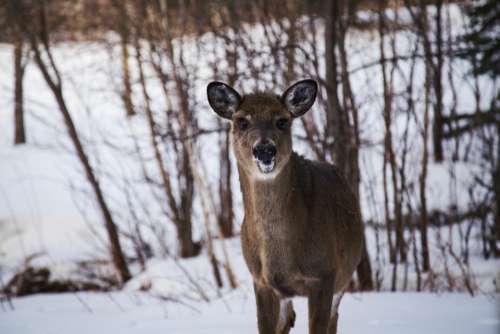 deer animal wildlife forest snow