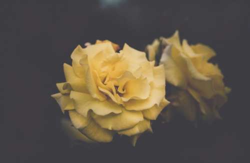 rose flower bloom petal blur