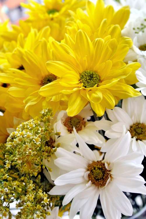 flowers margaritas yellow white bloom